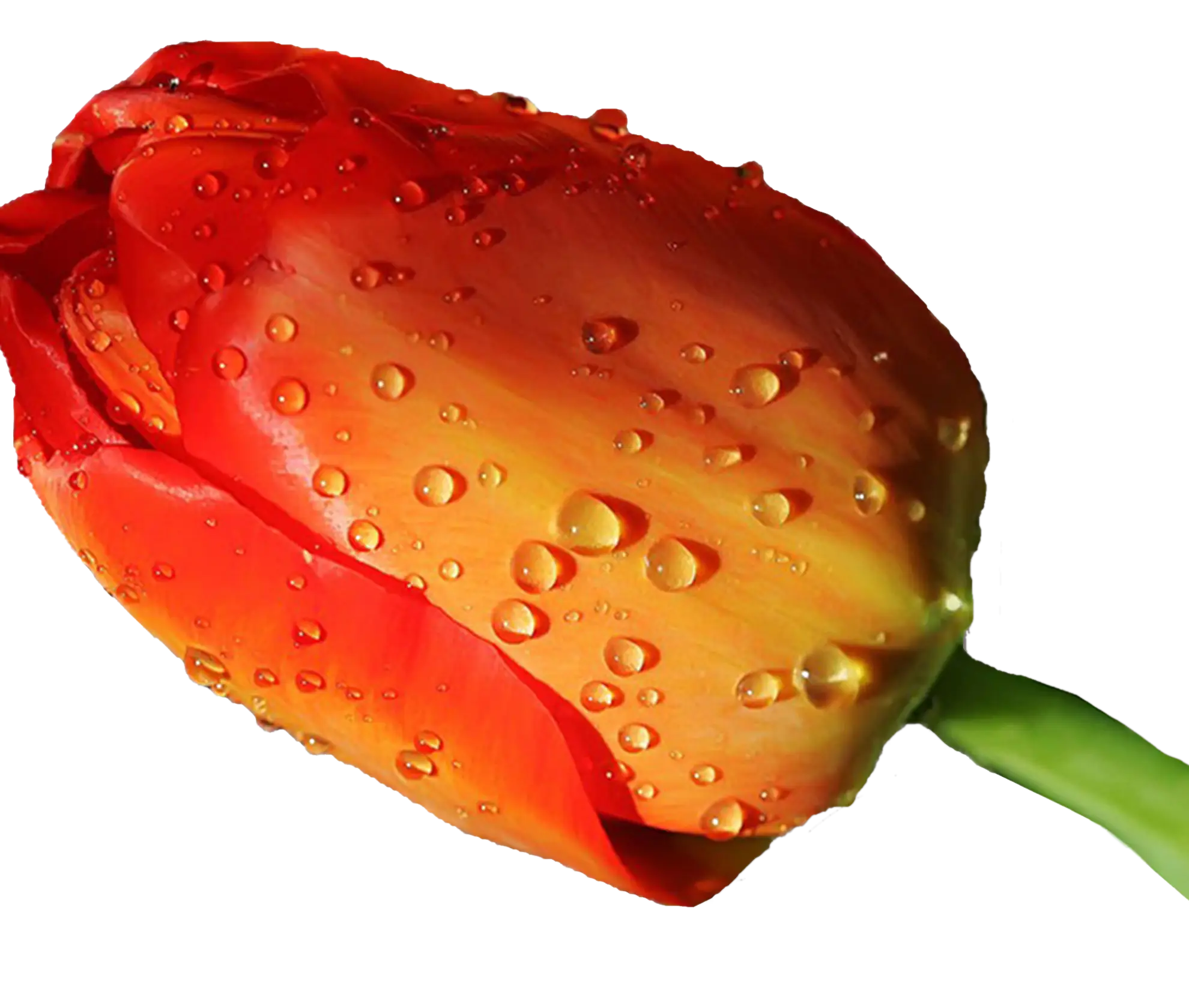 Red Tulip with Water Drops