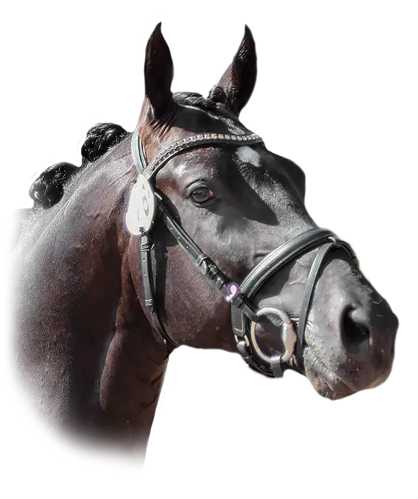 Horse with Bridle