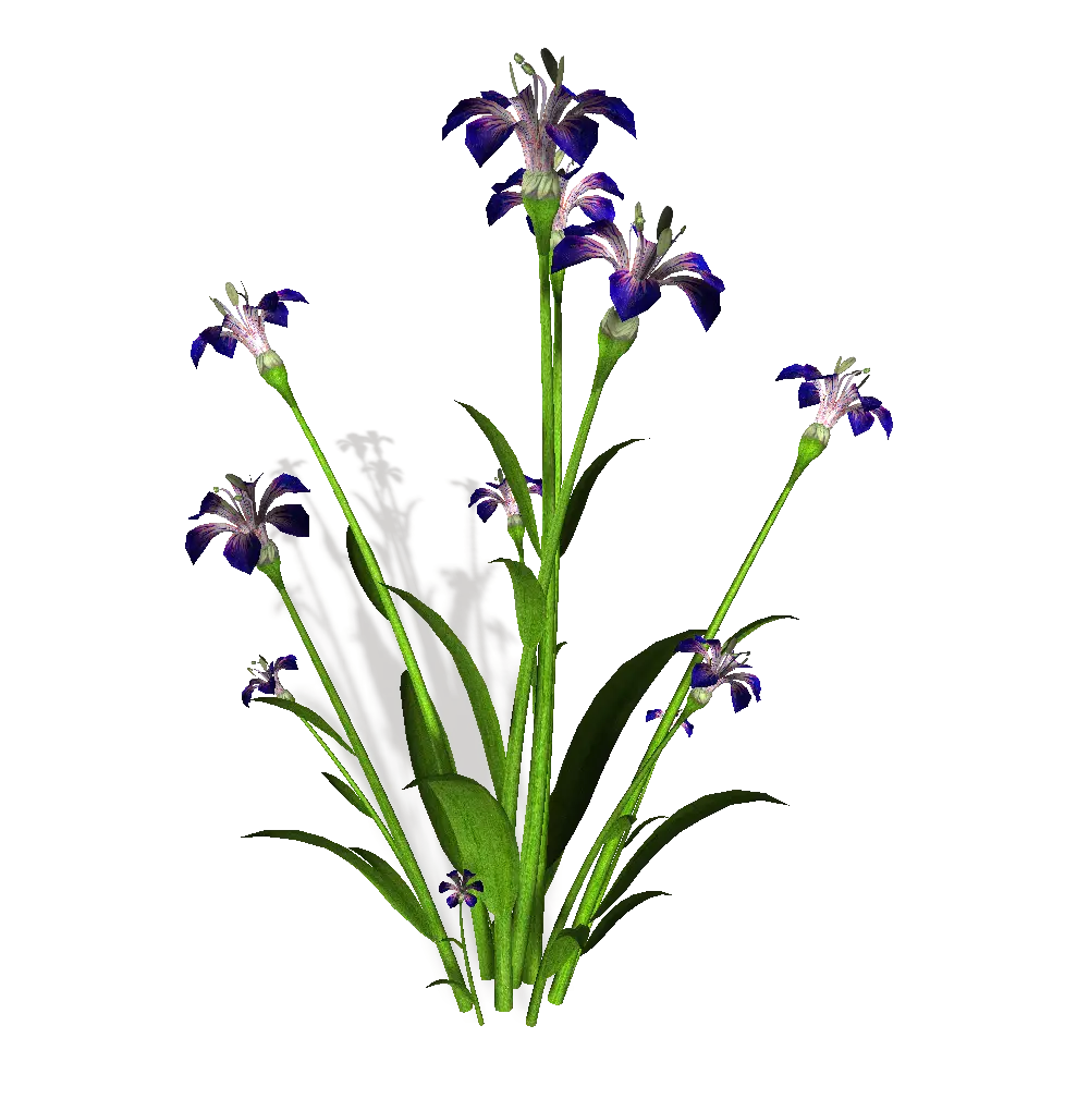 Purple Flowers Plant