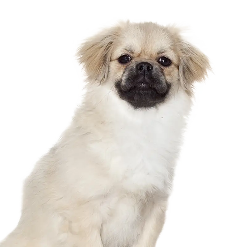 Small Cute Dog