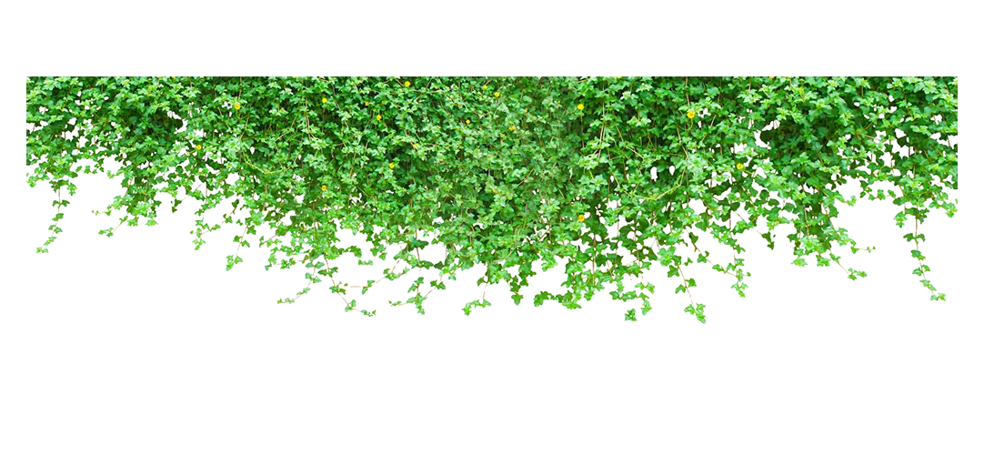 Hanging Green Ivy