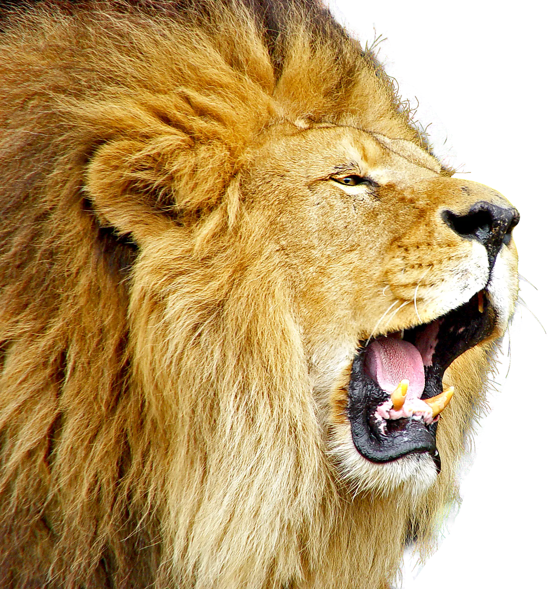 Roaring Lion in the Wild
