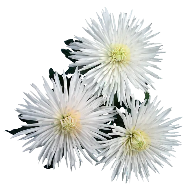 White Flowers in Bloom