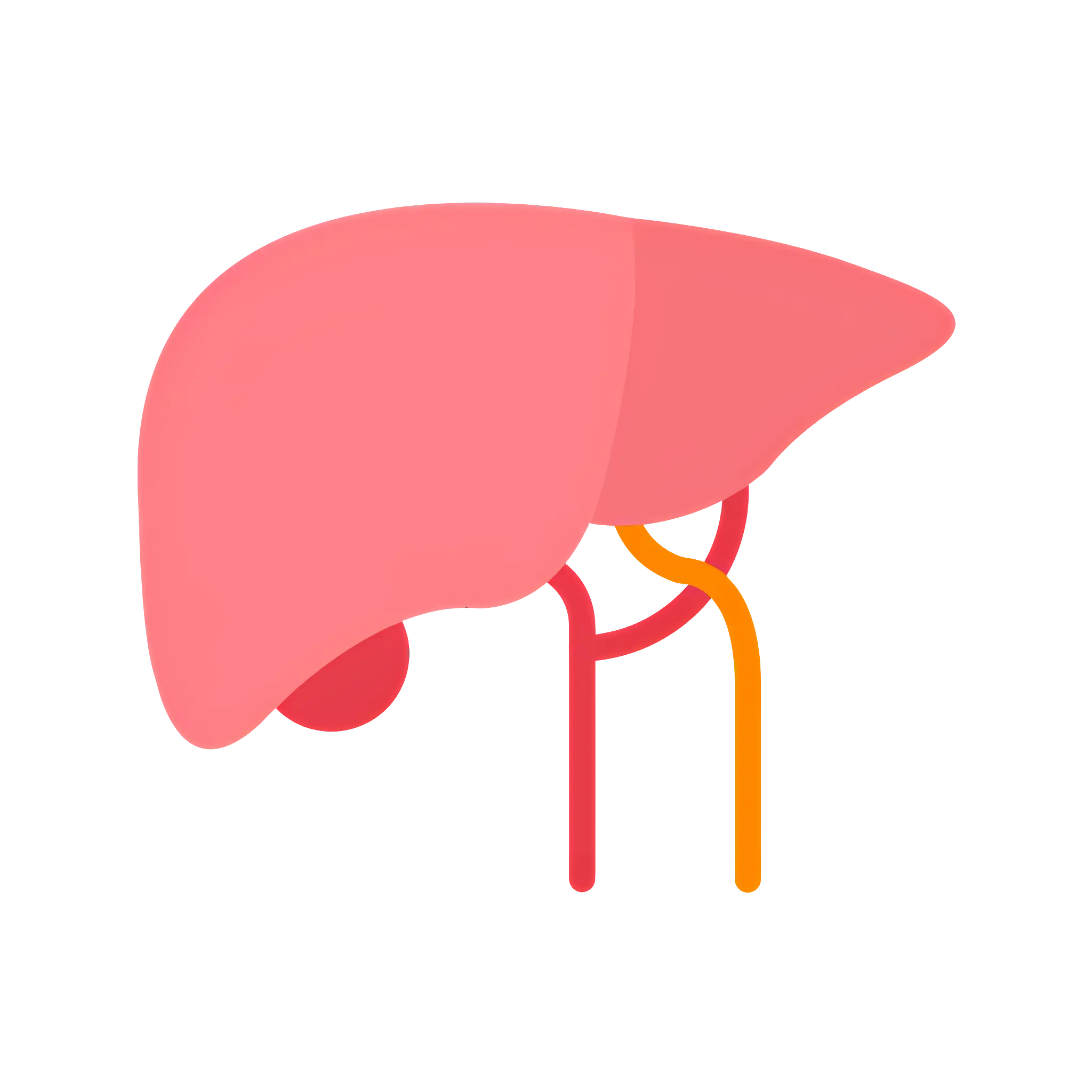 Diagram of Human Liver Anatomy