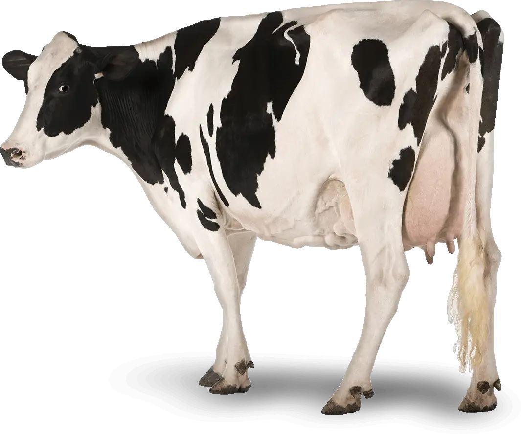 Black and White Cow