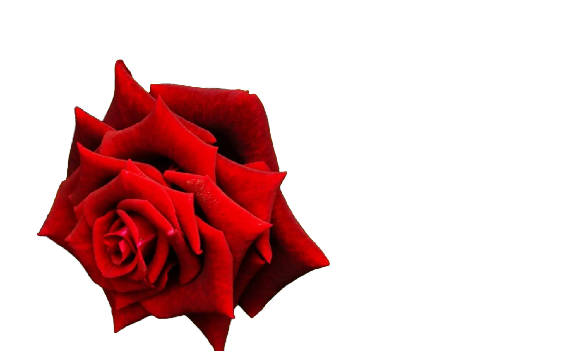 Red Rose Blossom
