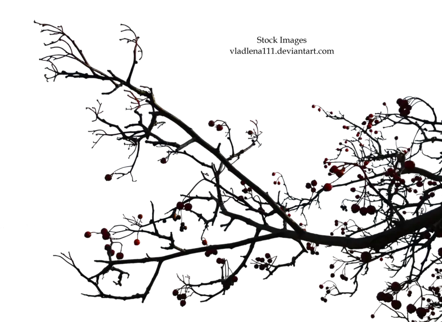 Tree Branch with Berries in Autumn