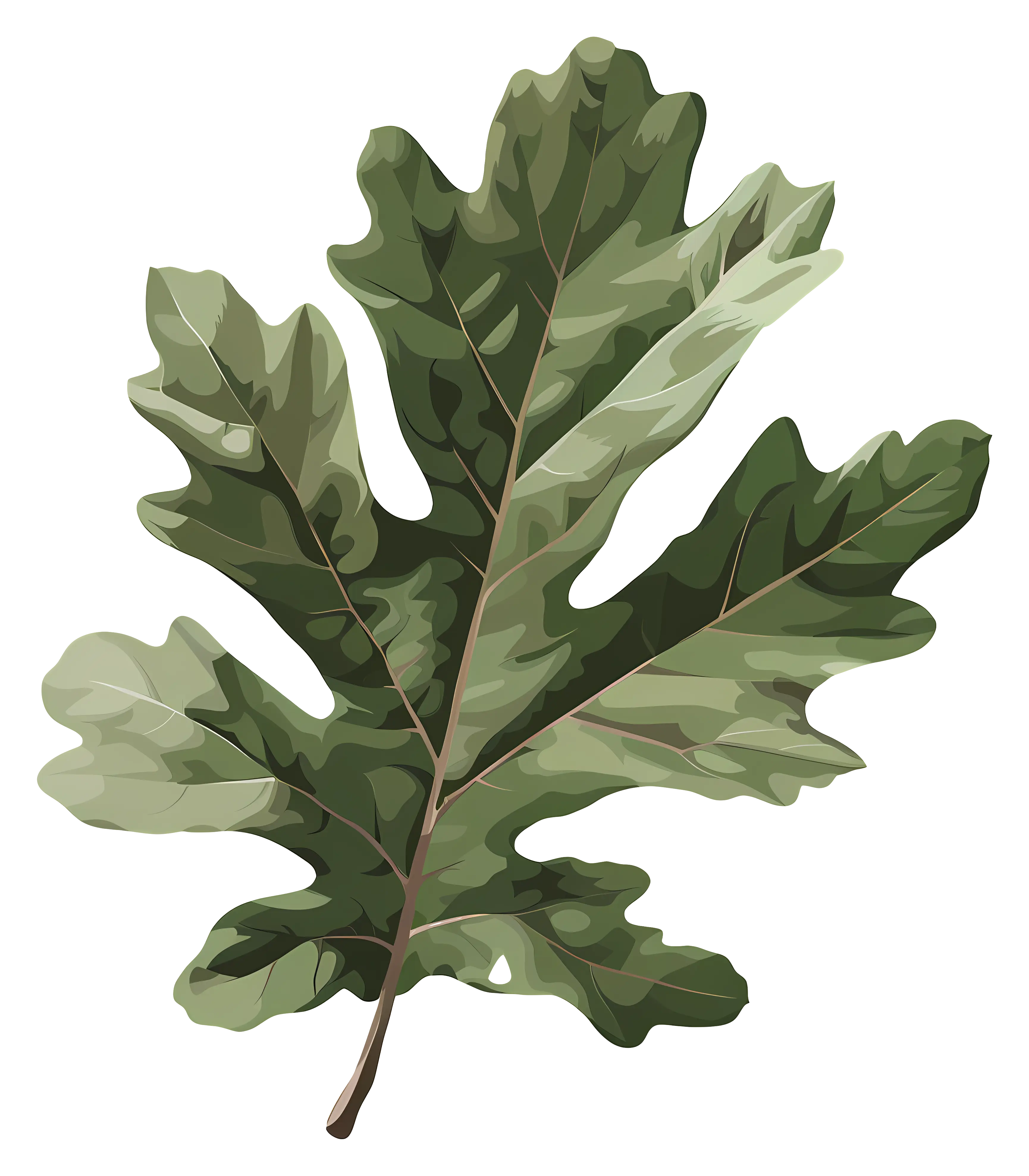 Realistic Oak Leaf Botanical Illustration