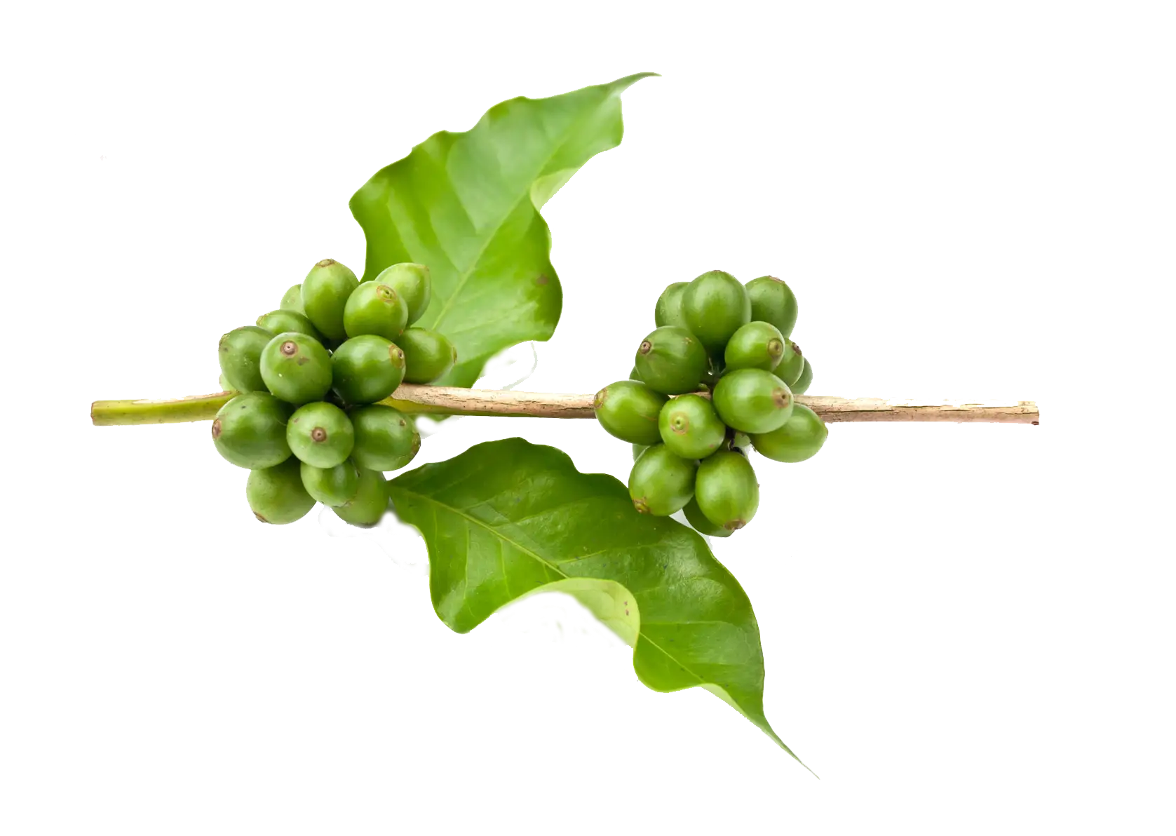 Green Coffee Plant with Beans