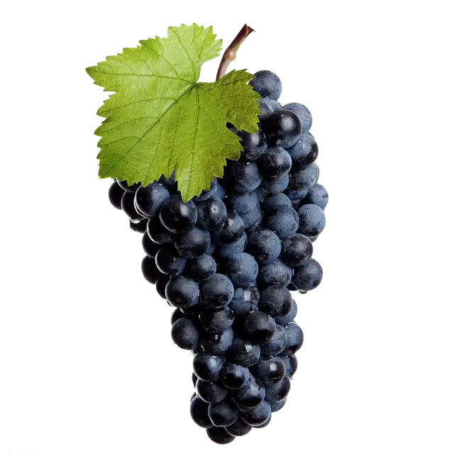 Bunch of Fresh Black Grapes