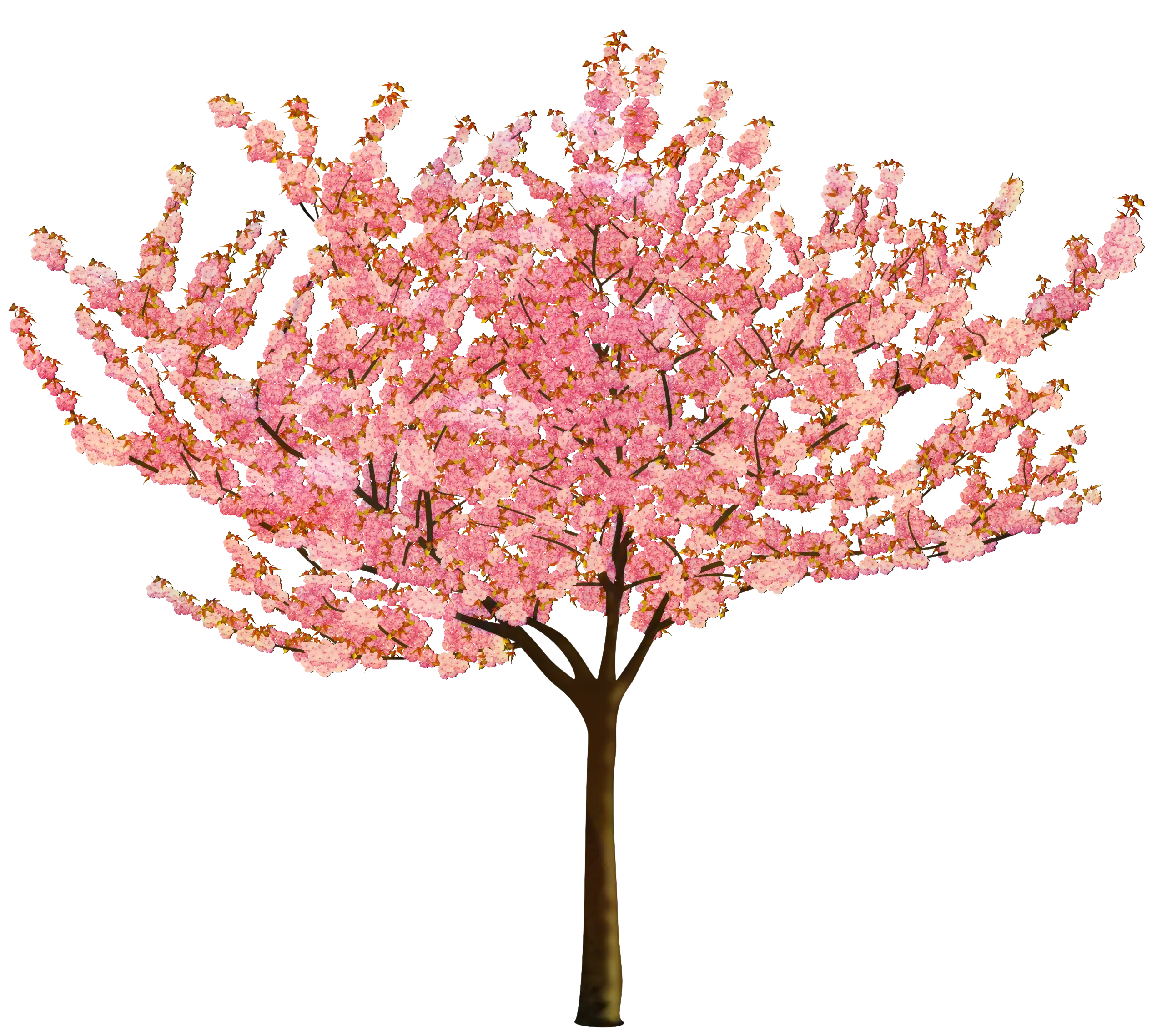 Cherry Blossom Tree in Full Bloom