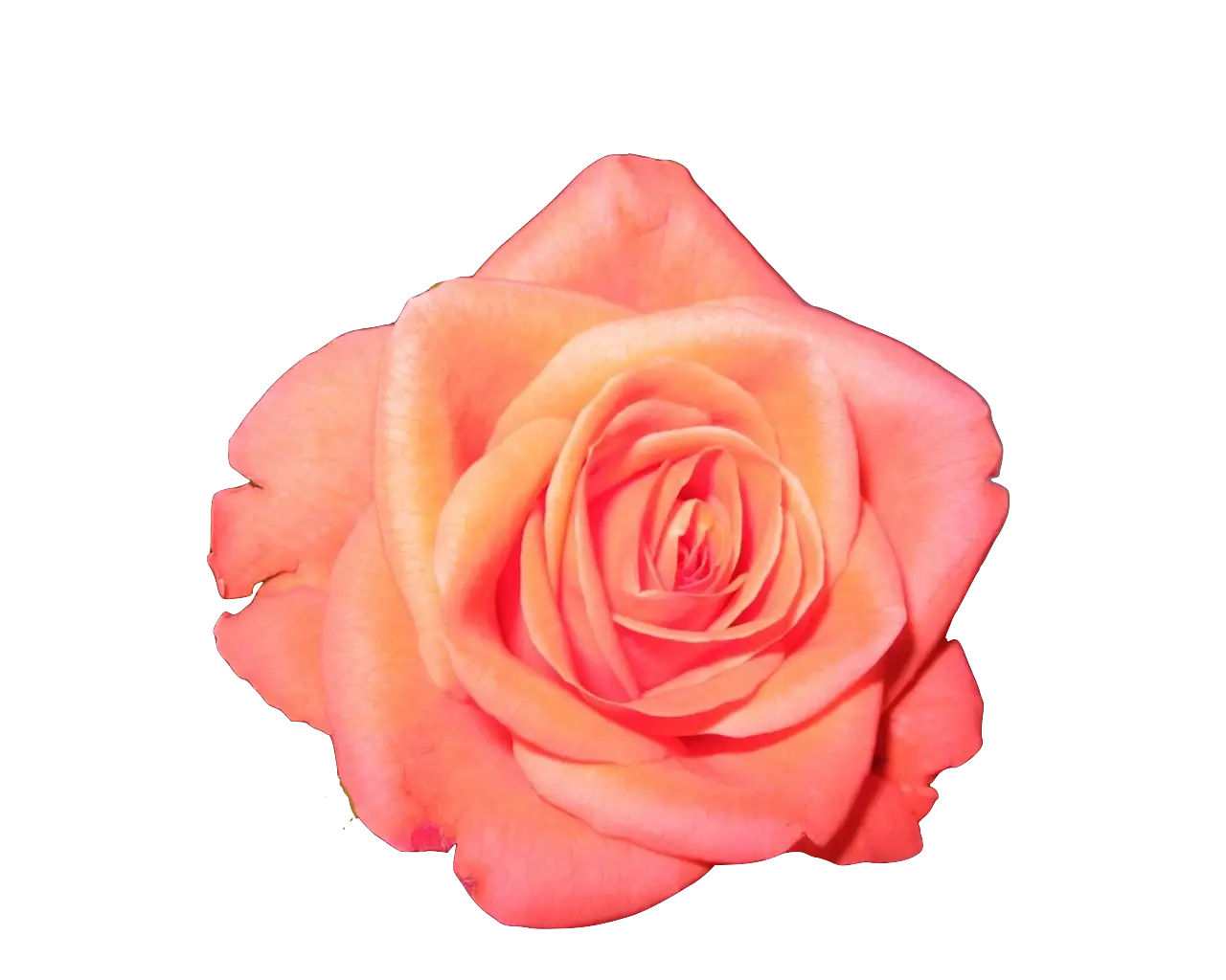 Pink Rose Flower Blossom