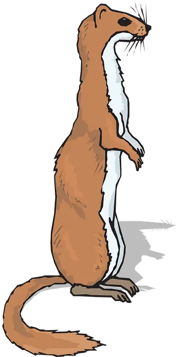 Cartoon Illustration of a Standing Weasel