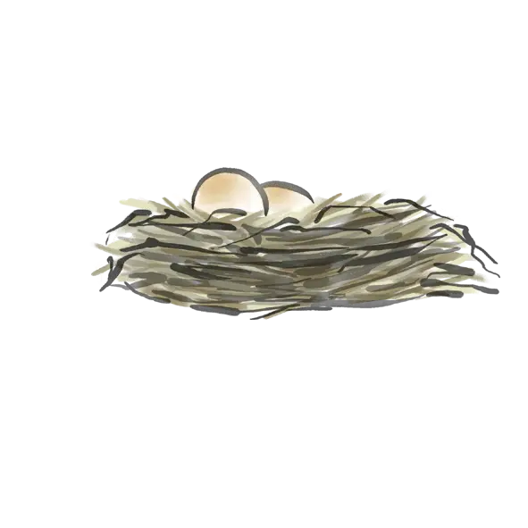 Bird Nest with Eggs