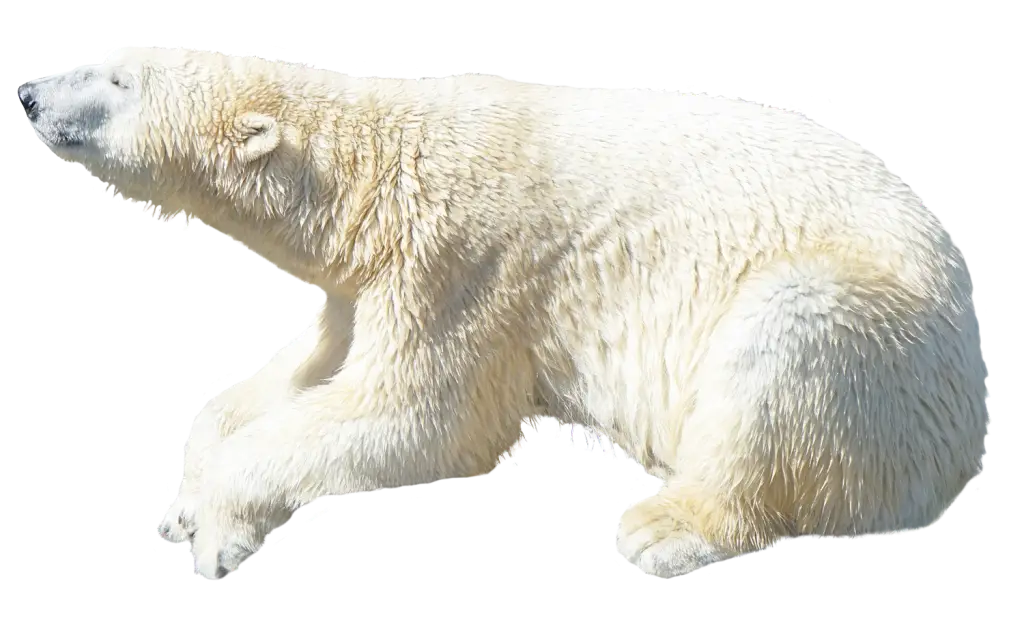 Resting Polar Bear