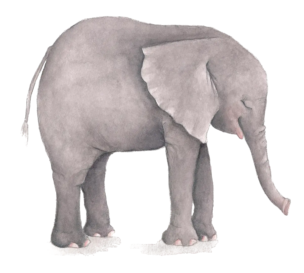 Cute Elephant Illustration in Watercolor Style