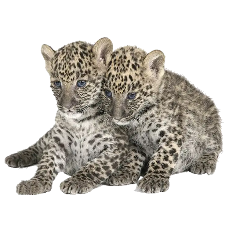 Leopard Cubs Illustration