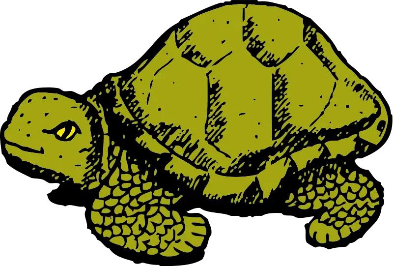 Green Turtle Illustration
