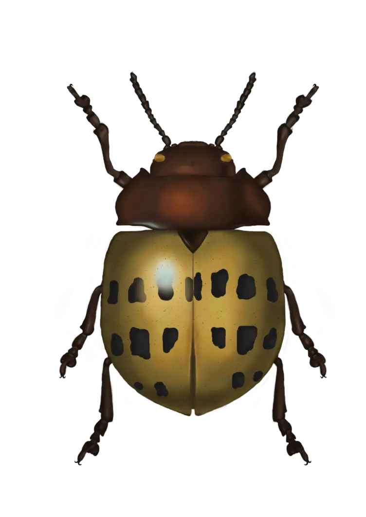Colorado Potato Beetle Illustration