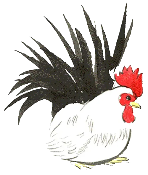 Colorful Rooster Illustration