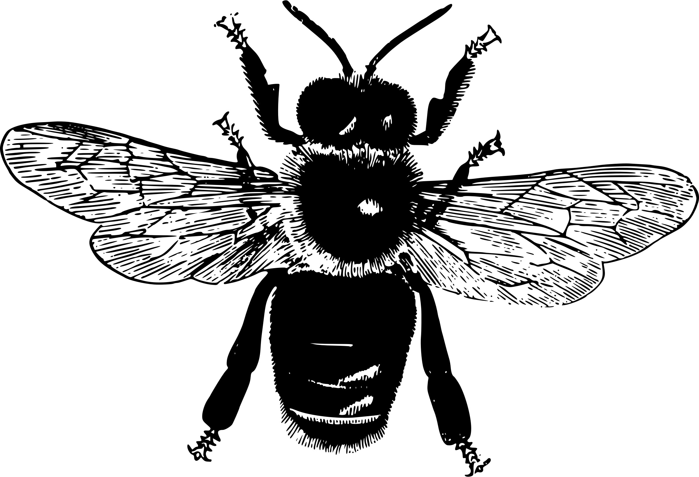 Black and White Bee Illustration
