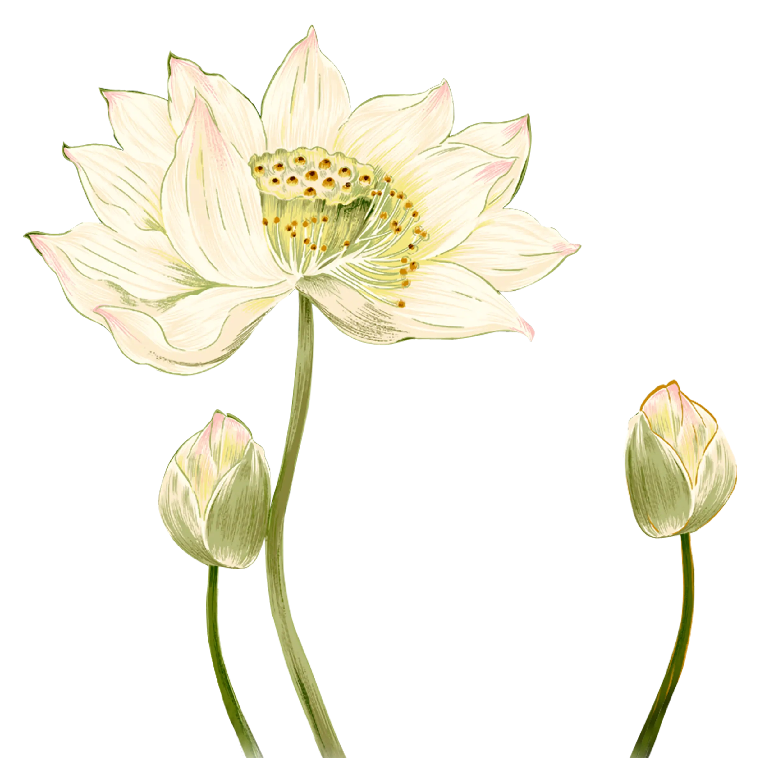 White Lotus Flower and Bud Botanical Illustration