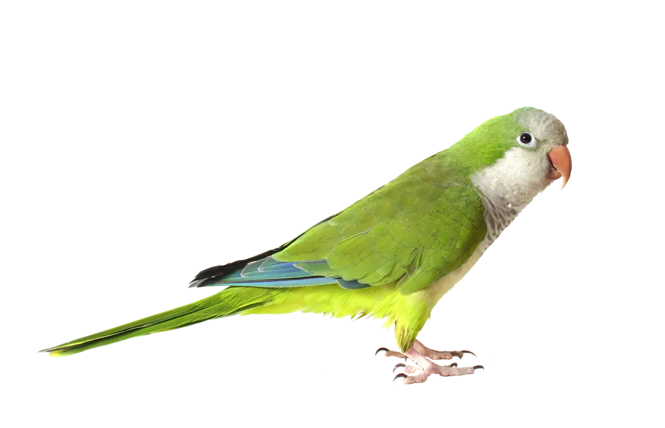 Bright Green Parrot Illustration