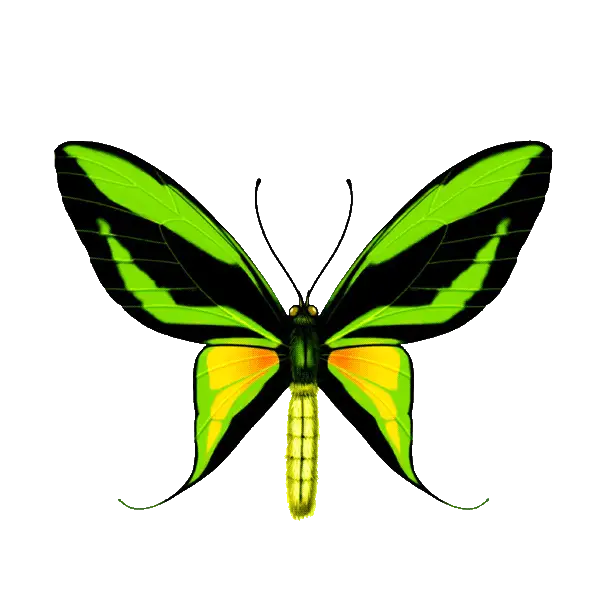 Green and Yellow Butterfly Illustration