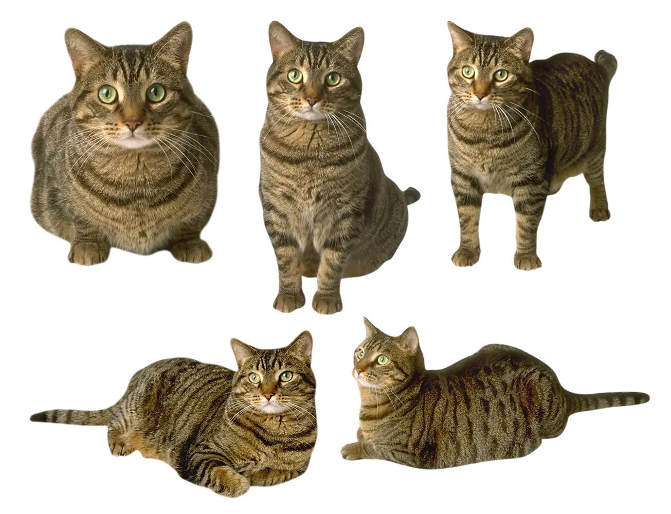 Tabby Cats in Various Poses