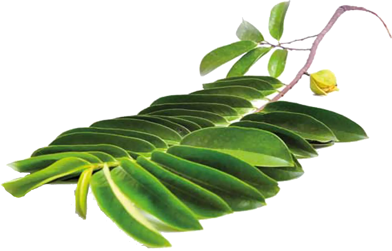 Green Leaf on Branch