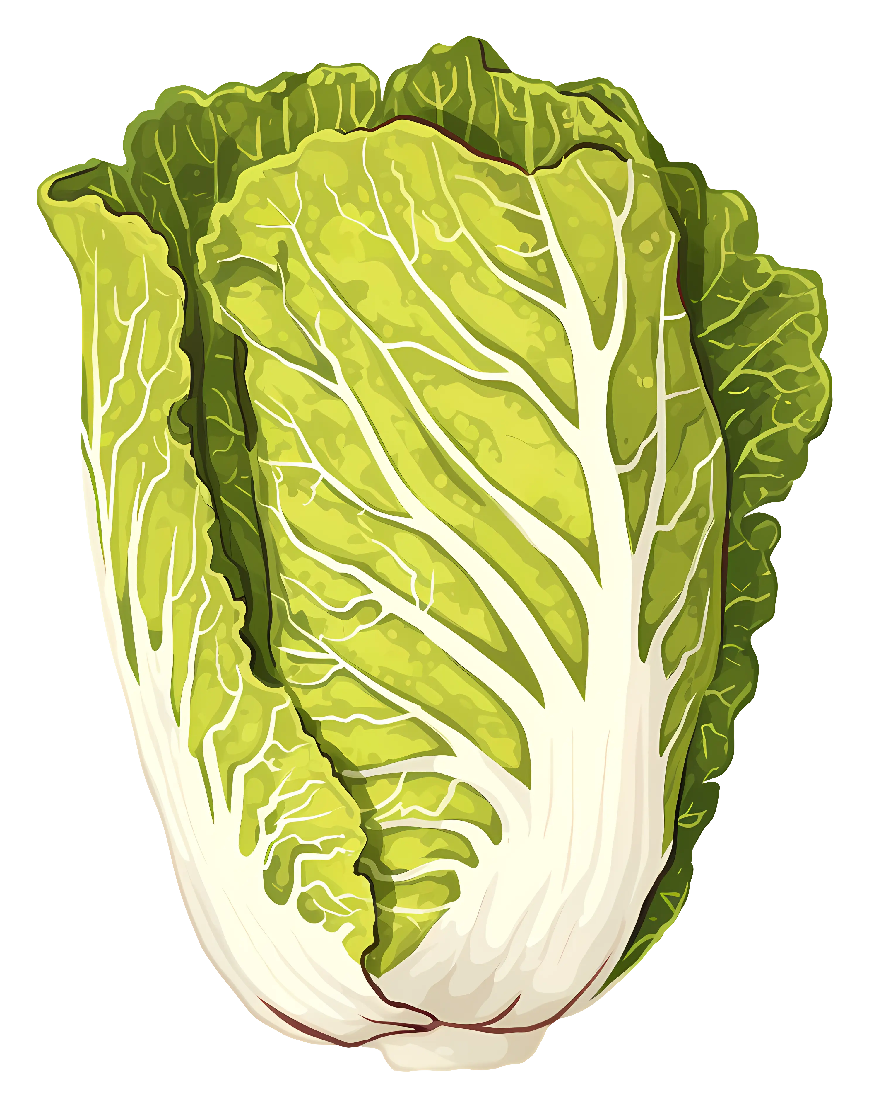 Fresh Green Lettuce