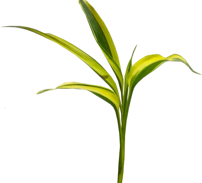 Green Leaves of a Plant