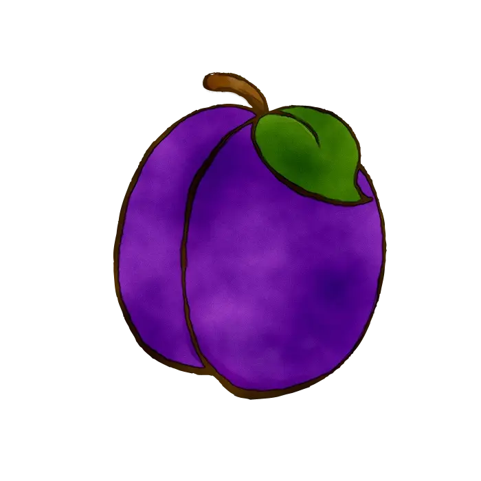 Purple Plum Fruit Illustration