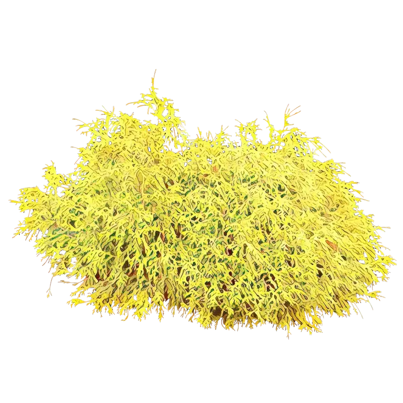 Yellow Bush in Garden