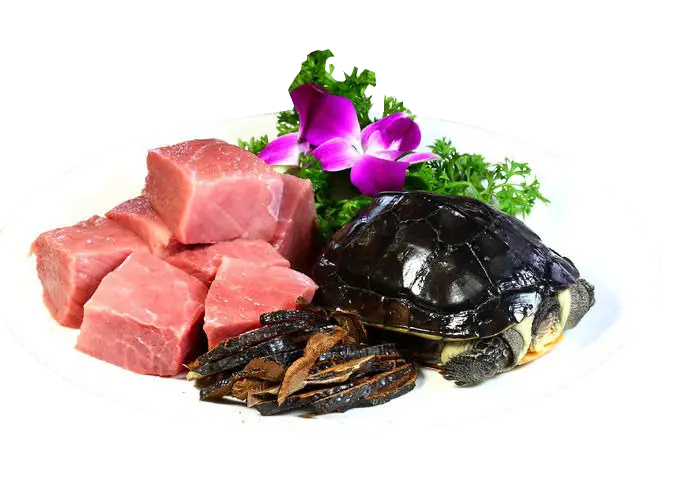 Gourmet Food Plate with Meat and Turtle