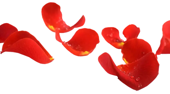 Romantic Red Rose Petals