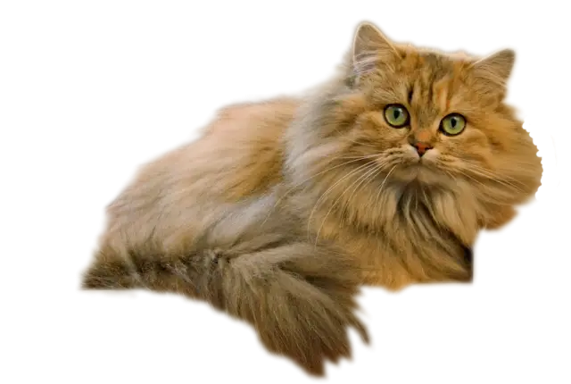 Fluffy Cat Lying Down