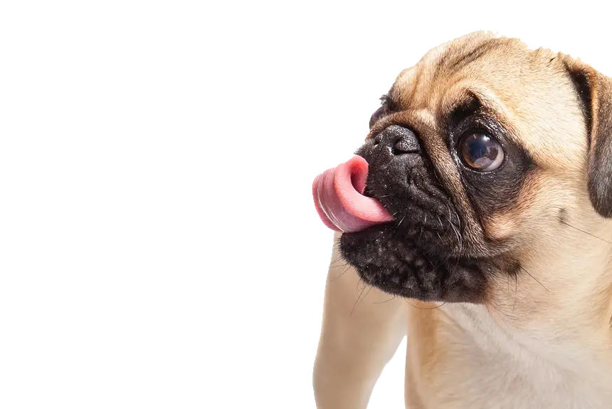 Cute Pug Licking