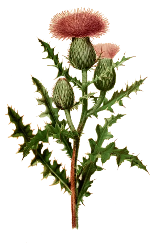 Thistle Plant with Pink Flowers