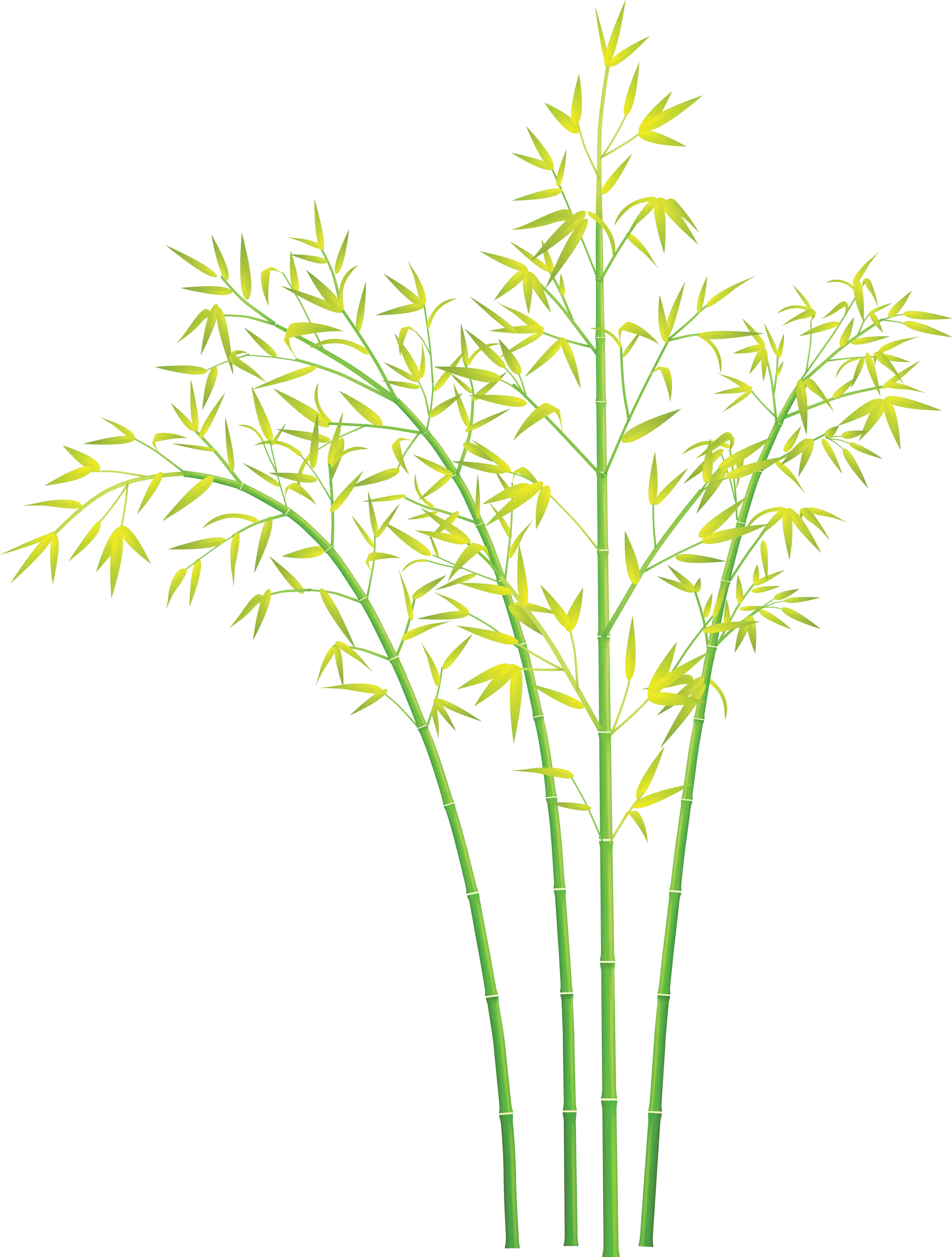 Cluster of Bamboo with Light Green Leaves Illustration
