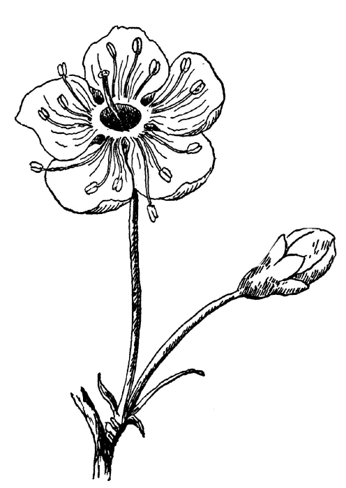 Wildflower Sketch in Black and White