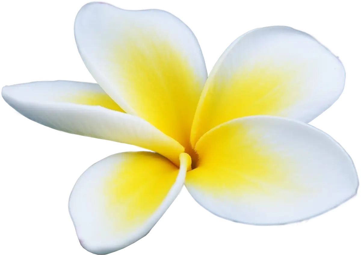 White and Yellow Plumeria Flower