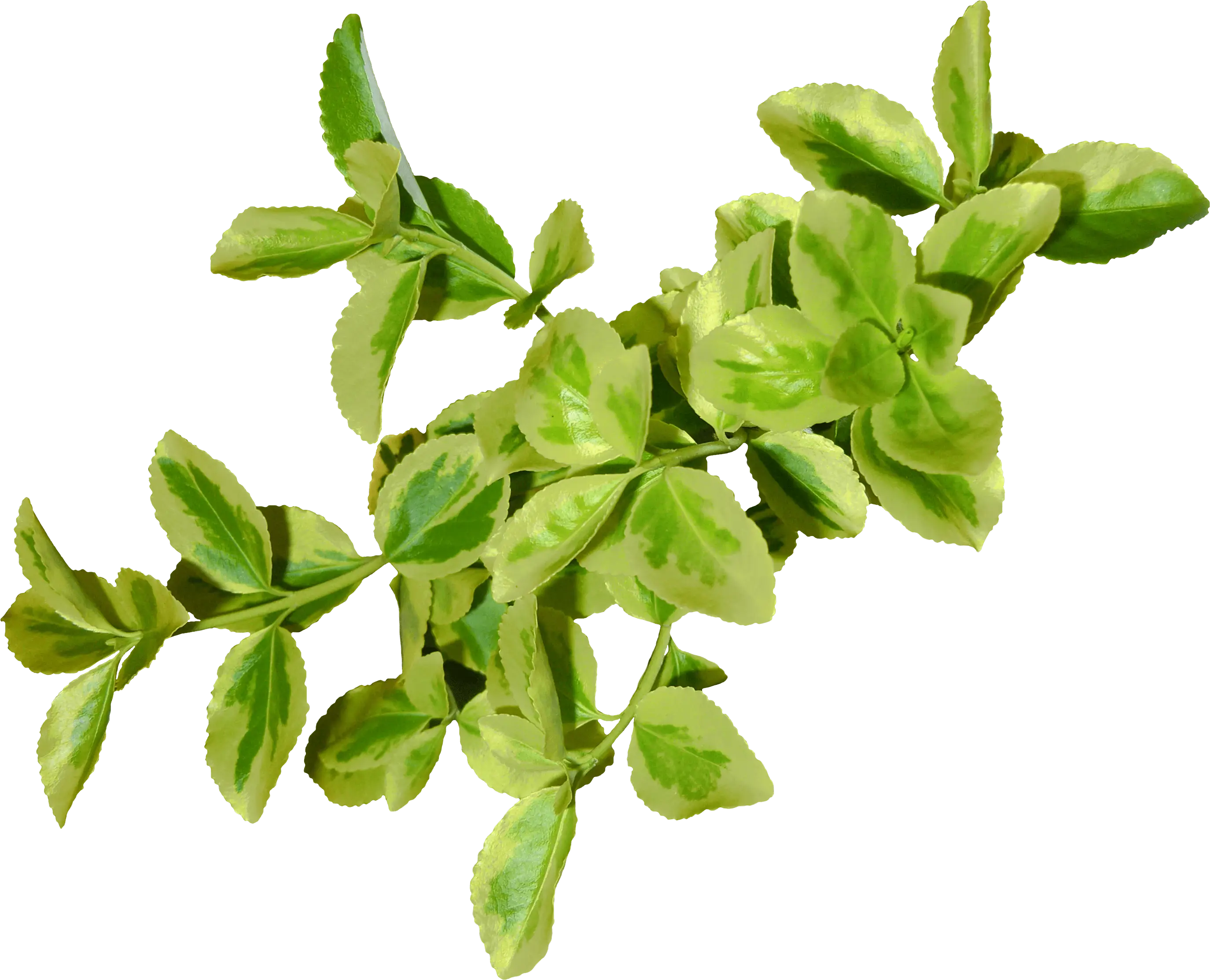 Green Basil Herb Plant