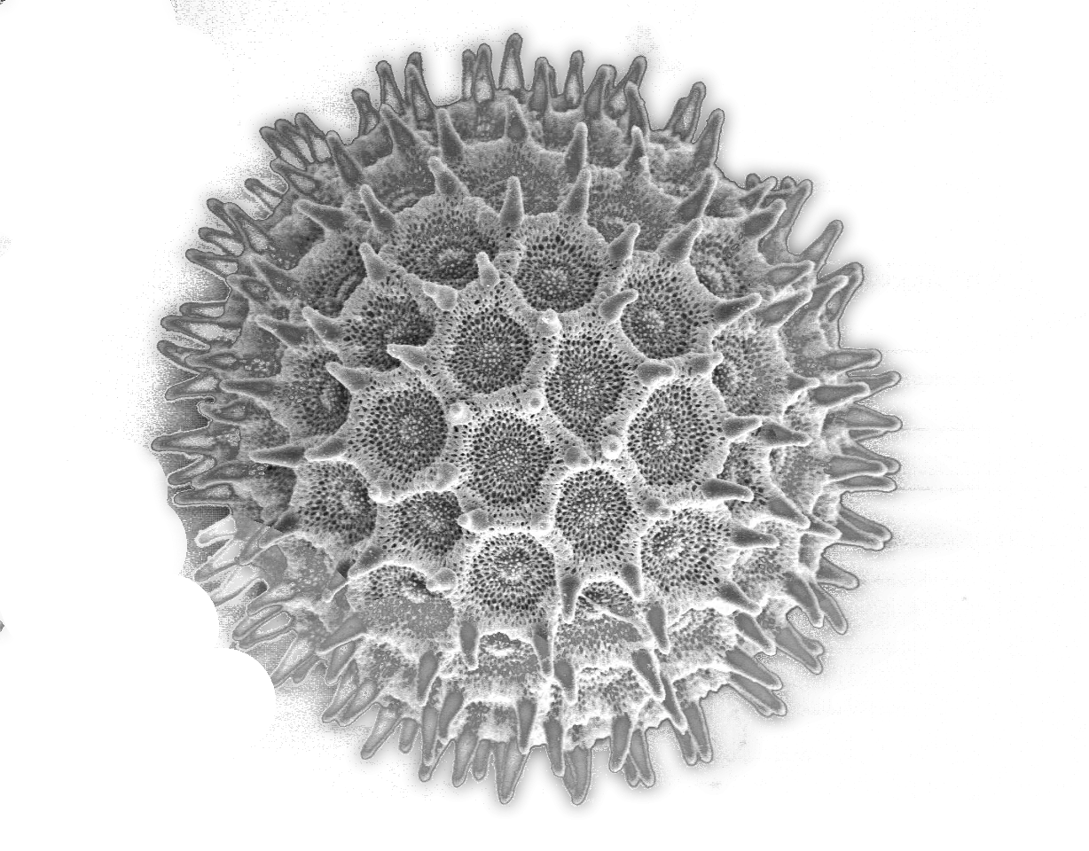 Microscopic Image of a Pollen Grain