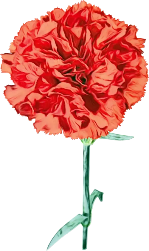 Red Carnation Flower Beautiful Blooms