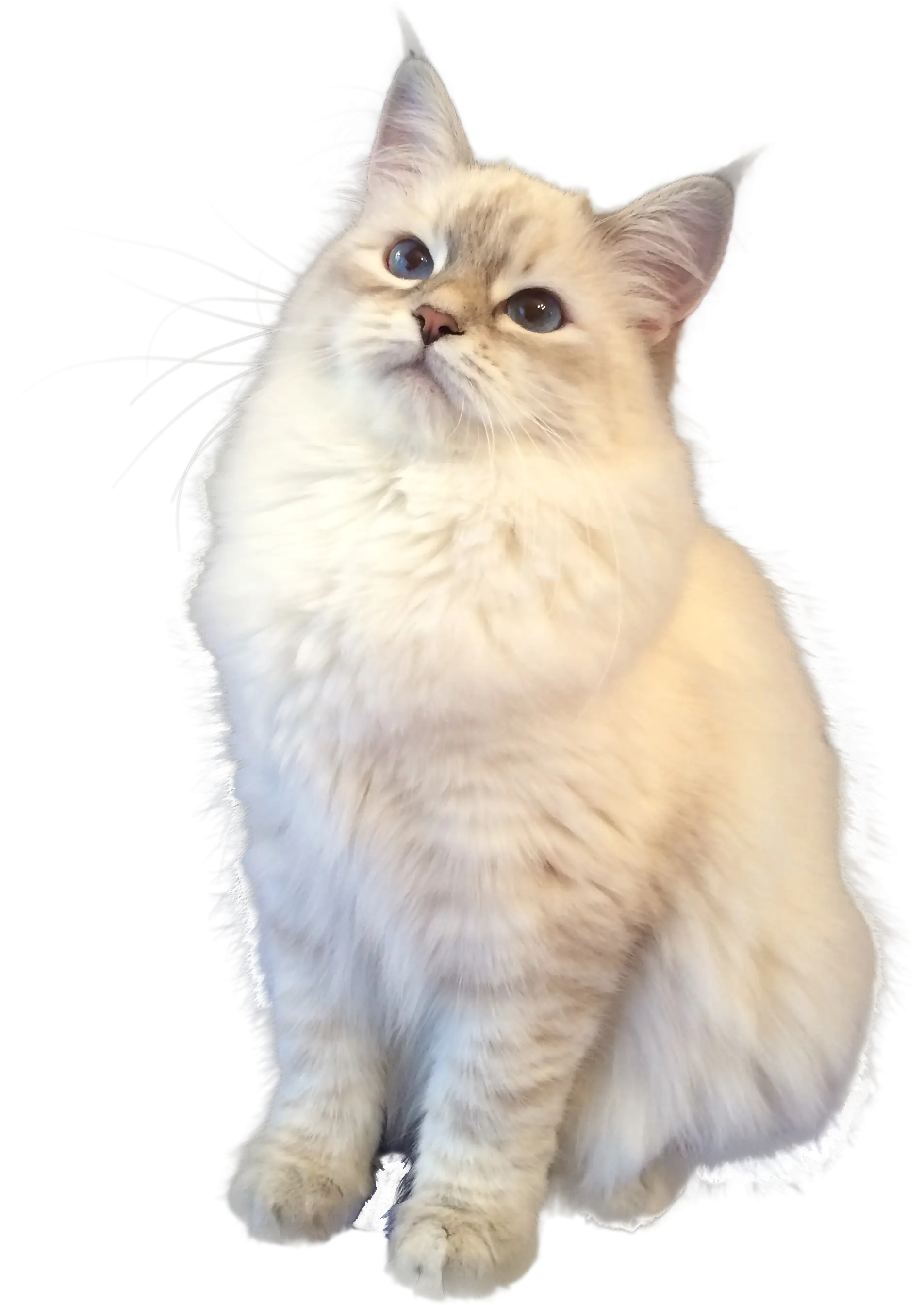 Fluffy White Cat