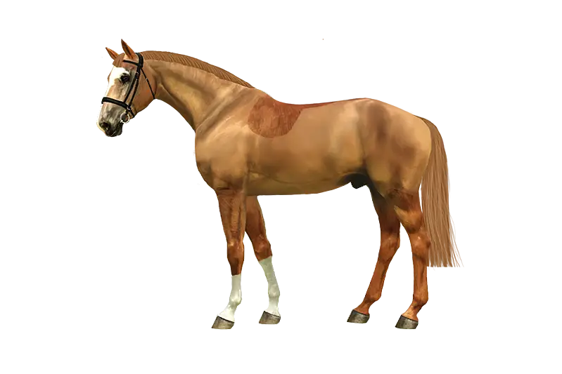 Brown Horse Illustration