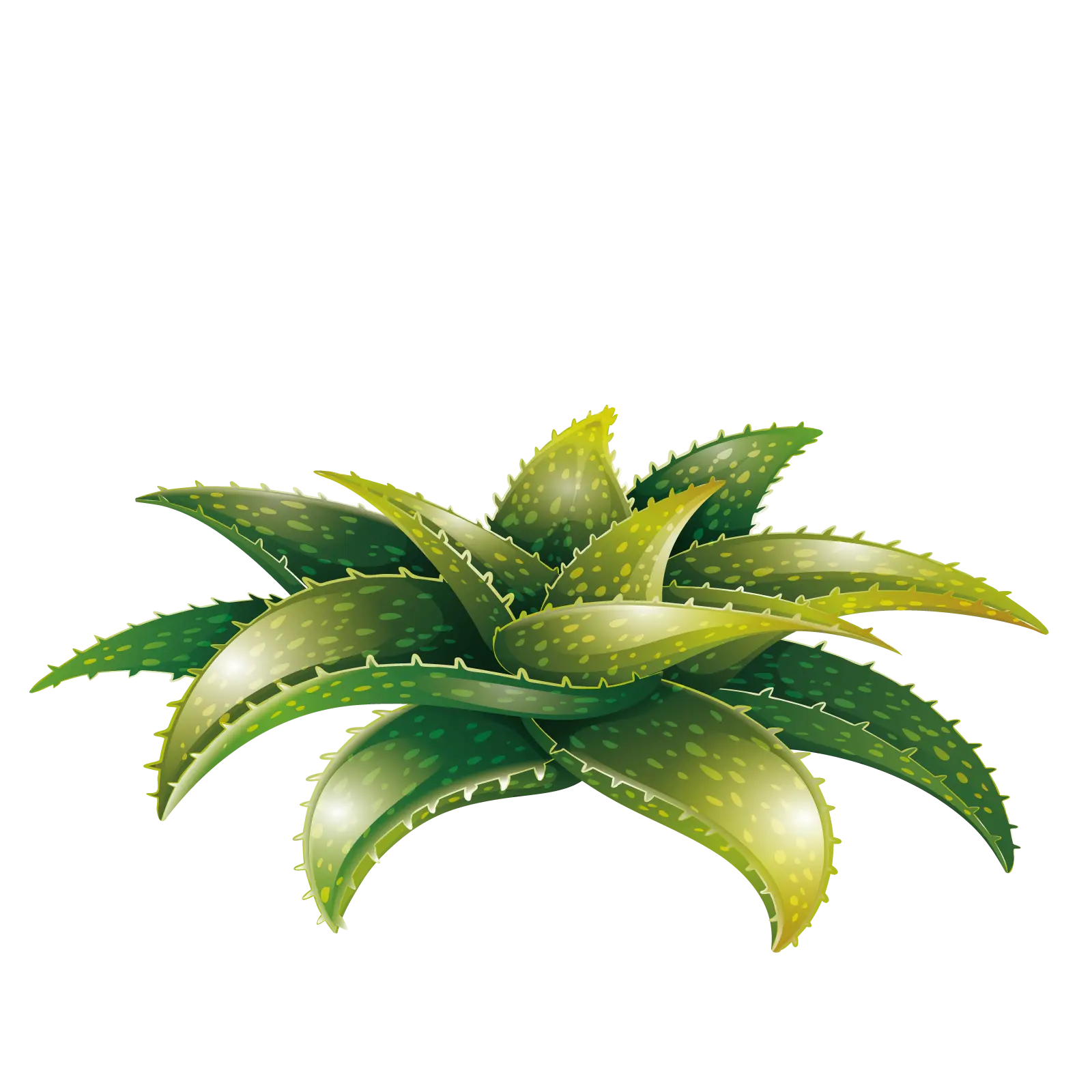 Green Aloe Vera Plant
