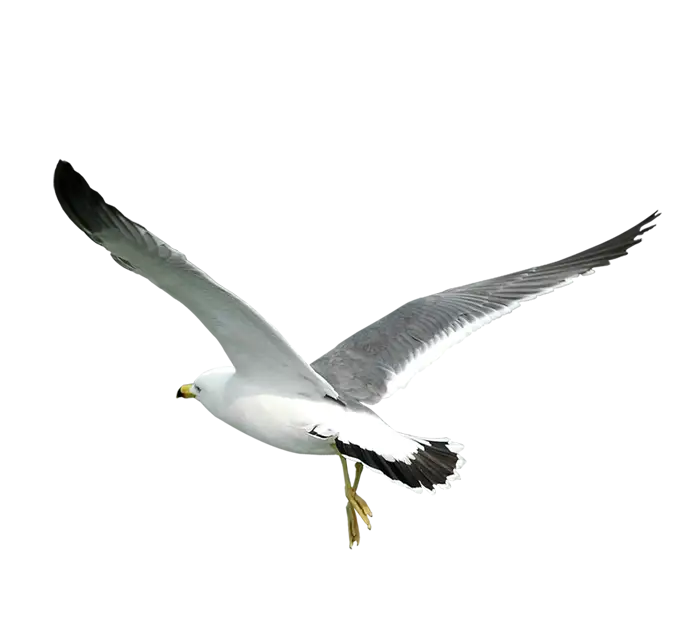 Seagull Flying in the Sky