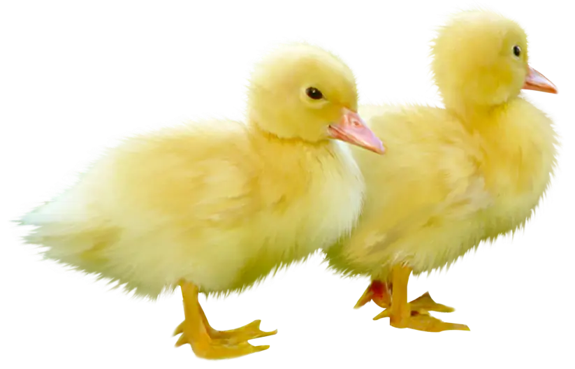 Adorable Yellow Ducklings